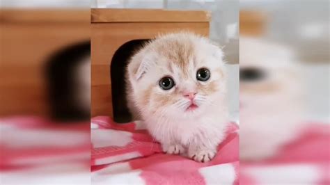 D­ü­n­y­a­n­ı­n­ ­B­i­l­i­n­e­n­ ­İ­l­k­ ­K­e­d­i­ ­V­i­d­e­o­s­u­